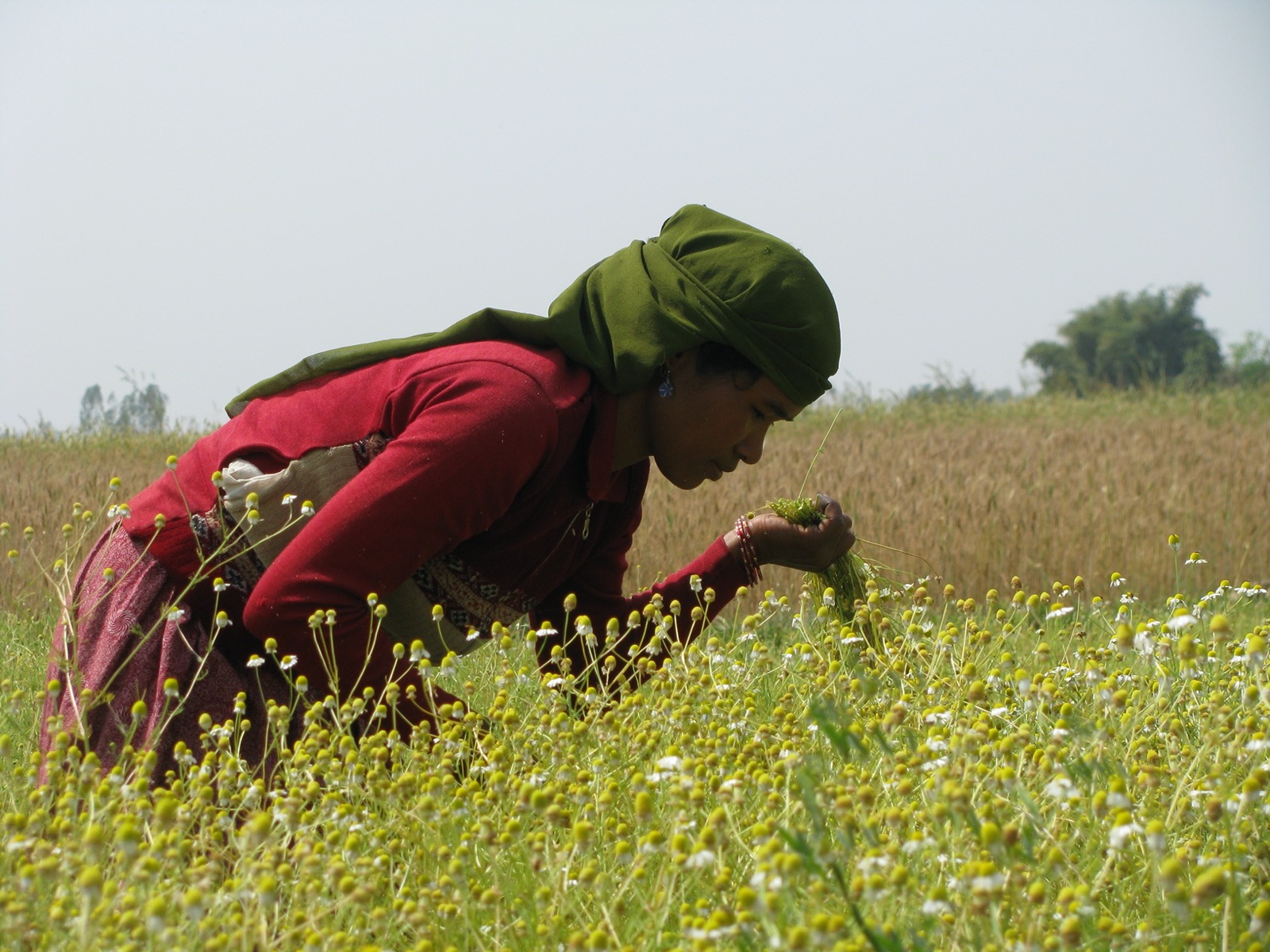 Women picking millet
